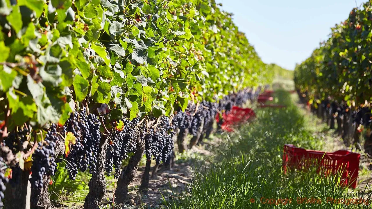 Compagnon WSET Niveau 1
