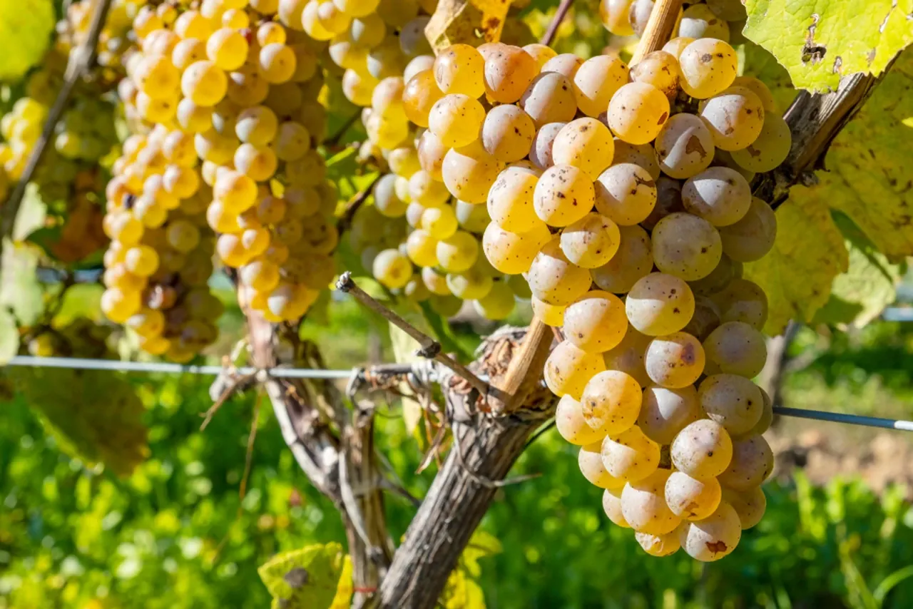 Cépages à connaître : du Chardonnay à la Syrah